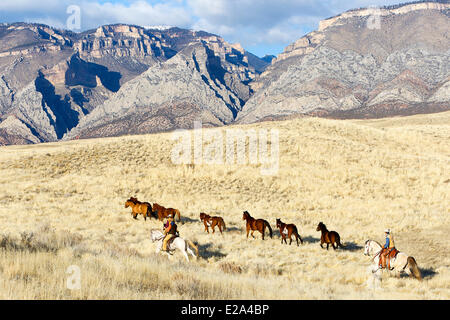Stati Uniti, Wyoming, Shell, il nascondiglio Guest Ranch, cow-boys Tom, Edward e Marijn con i cavalli Foto Stock
