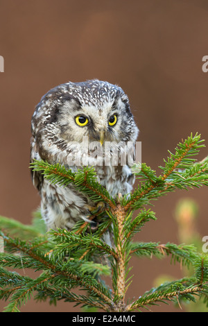 Close-up di un gufo boreale (Aegolius funereus) arroccato sulla cima di un abete (Abies) Foto Stock