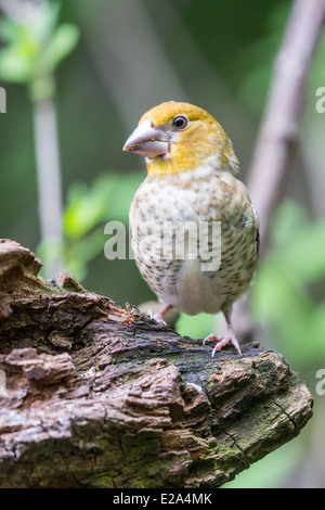 I capretti Hawfinch (Coccothraustes coccothraustes) appollaiate su un ceppo di albero Foto Stock