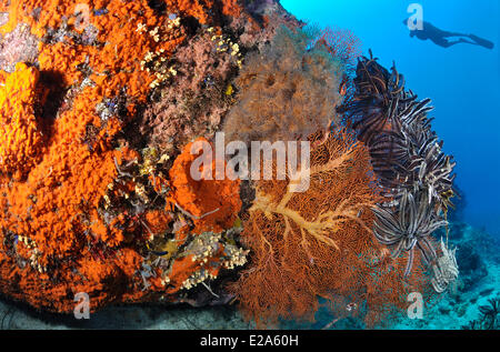 Filippine, isola di Palawan, una barriera corallina Foto Stock