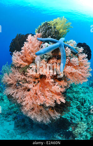 Filippine, isola di Palawan, una barriera corallina con red alcyonarians (Dendronephthya sp.) e una stella blu (Linckia laevigata) Foto Stock