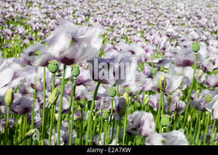 Boscombe Down, Wiltshire, Regno Unito. 17 Giugno, 2014. Lilla fiori di papavero al vento, coltivate per uso in prodotti farmaceutici. Credito: John Eccles/Alamy Live News Foto Stock