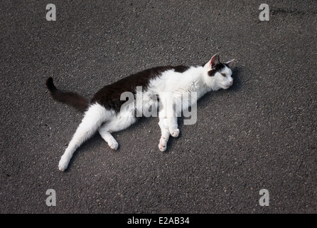 Vecchio bianco e nero cat in appoggio su asfalto Foto Stock