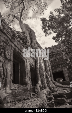 Albero che cresce al di sopra del tempio di Ta Prohm vecchia città di Angkor vicino a Siem Reap Foto Stock