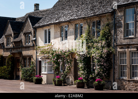 Le rose crescere vecchio cottage pareti in Lacock village REGNO UNITO Foto Stock