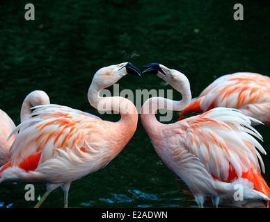 2 fenicotteri combattendo lo Zoo Twycross England Regno Unito Foto Stock