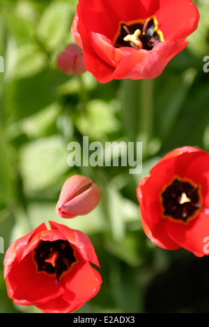 Tre tulipani rossi con il giallo e il nero centri, in fiore con due tulipani a bud tutti contro uno sfondo verde. Foto Stock