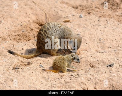 Un adulto e bambino Meerkat scavando nella sabbia. Lo Zoo Twycross England Regno Unito Foto Stock