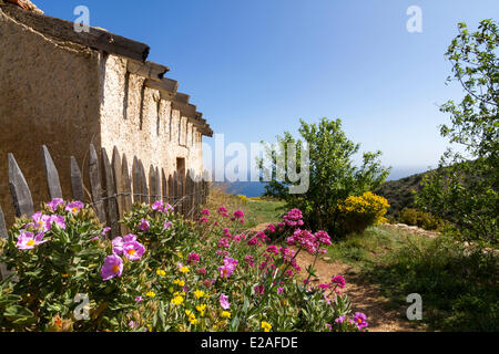 Francia, Bouches du Rhone, La Ciotat, fiore di colore bianco-lasciava cisto (Cistus albidus) e rosso (valeriana Centranthus ruber) vicino Foto Stock