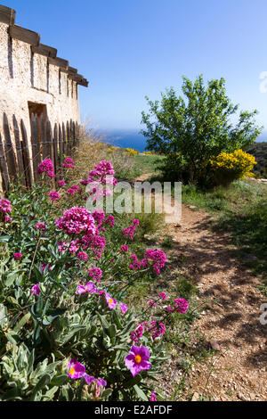 Francia, Bouches du Rhone, La Ciotat, fiore di colore bianco-lasciava cisto (Cistus albidus) e rosso (valeriana Centranthus ruber) vicino Foto Stock