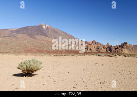 Spagna Isole Canarie, Tenerife, Parco Nazionale del Teide elencati come patrimonio mondiale dall' UNESCO, bush nella caldera del Teide Foto Stock