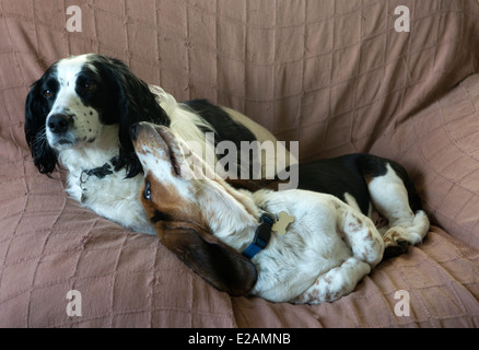 Di quattro mesi Basset Hound cucciolo su una sedia con un vecchio lavorando cocker spaniel Foto Stock
