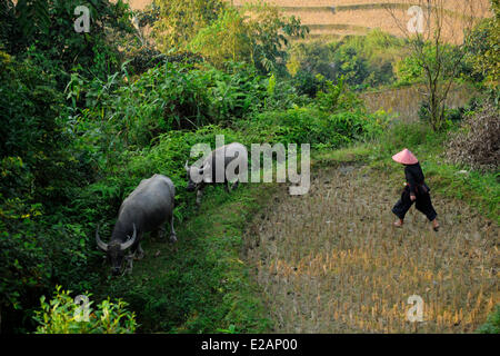 Il Vietnam, Ha Giang Provincia Hoang Su Phi, Nero Hmong gruppo etnico donna con il suo buffalo Foto Stock