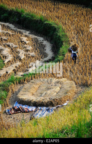 Il Vietnam, Ha Giang Provincia Hoang Su Phi, terrazza i campi di riso, Flower Hmong gruppo etnico di persone la mietitura del riso Foto Stock