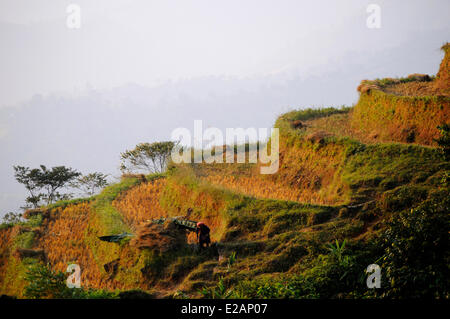 Il Vietnam, Ha Giang Provincia Hoang Su Phi, terrazza campi di riso, fiore di etnia Hmong gruppo persone Foto Stock