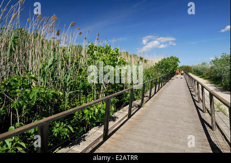 Isole Baleari Spagna, Mallorca, S'Albufera, parco naturale nella zona umida, boardwalk in campagna Foto Stock