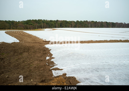 Il vello a copertura di un inizio di raccolto di patate, Sutton, Suffolk, Regno Unito. Foto Stock