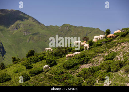 Francia, Hautes Pirenei, Bagneres de Bigorre, mucche nella valle di Campan sulla GR10 Foto Stock