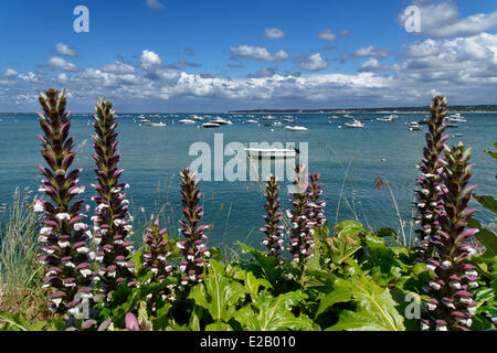 Francia, Gironde, Baia di Arcachon, Cap Ferret, vegetazione costiera, fiori sulla costa con barche in background Foto Stock