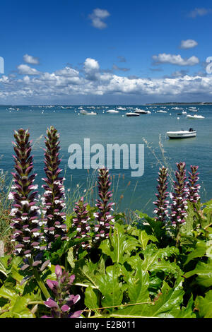 Francia, Gironde, Baia di Arcachon, Cap Ferret, vegetazione costiera, fiori sulla costa con barche in background Foto Stock