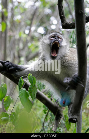 Kenia Masai Mara riserva nazionale, vervet monkey (Chlorocebus pygerythrus) maschio adulto Foto Stock