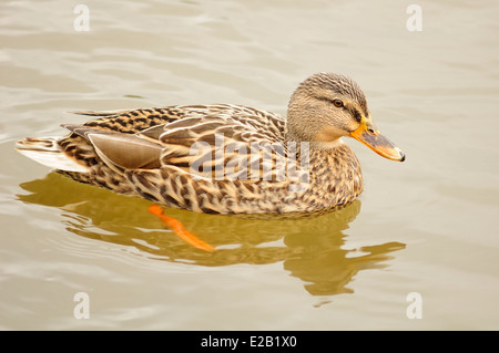 Ritratto orizzontale di Mallard, Anas platyrhynchos, Adulto femminile nuoto in un lago. Foto Stock