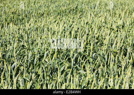 Giovani del raccolto di grano in campo verde Foto Stock
