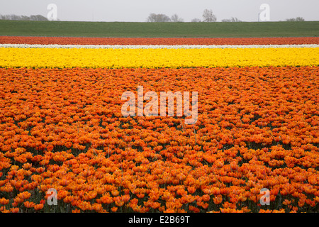 Campo della lampadina con arancia e tulipani gialli, Schagen, North Holland, Paesi Bassi Foto Stock