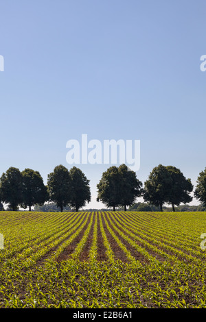 Campo con giovani piante di mais e perfetta linea di alberi in background contro il cielo blu chiaro Foto Stock