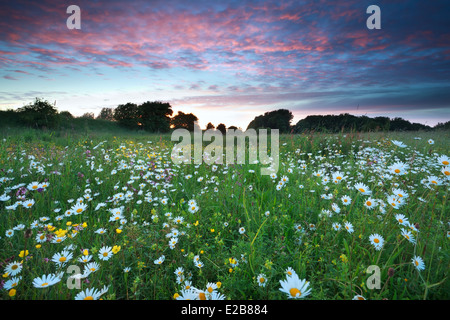 Bel tramonto su campo di camomilla in serata estiva Foto Stock