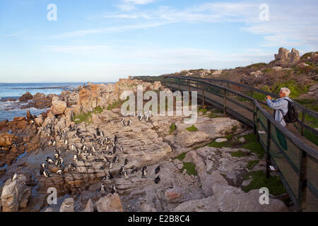 Sud Africa, Western Cape, Betty's Bay, punto pietrose, Pinguino africano o nero-footed o dei pinguini Jackass Penguin (Spheniscus Foto Stock