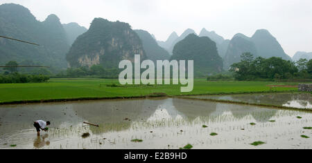 Cina, provincia di Guangxi, regione di Guilin, montagna carsica e campo di riso paesaggio intorno a Yangshuo Foto Stock