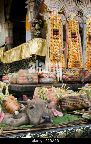 Indonesia, Bali, vicino a Bedugul, Ulun Danu Batur tempio, annuale cerimonia religiosa, di mucca testa, offerte Foto Stock