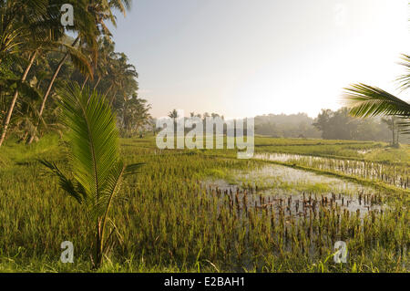 Indonesia, Bali, Tabanan, Umabian campi di riso di sunrise, Subak sistema di irrigazione, classificato come patrimonio mondiale dall' UNESCO Foto Stock