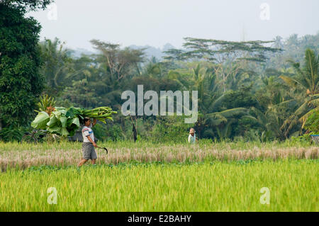 Indonesia, Bali, Tabanan Umabian, campi di riso, Subak sistema di irrigazione, classificato come patrimonio mondiale dall UNESCO, uomini al lavoro Foto Stock