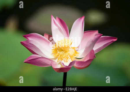 Indonesia Bali Ubud, fiore di loto (Nelumbo nucifera) Foto Stock