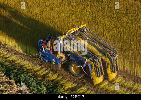 Francia, Eure, Saint Aubin sur Gaillon, raccolto in un campo di lino (vista aerea) Foto Stock