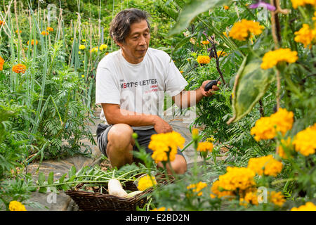 Francia, Yvelines, Chapet, Asafumi Yamashita, fruttivendolo, che fornisce il top di gamma le verdure per gli chef Foto Stock