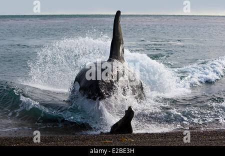 Argentina, Patagonia, Chubut Provincia, Penisola di Valdes elencati come patrimonio mondiale dall' UNESCO, Killer Whale (Orcinus orca) attacca Foto Stock