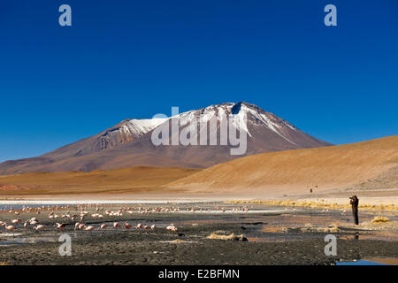 Bolivia, dipartimento di Potosi, Sur Lipez Provincia, Eduardo Avaroa fauna Andina riserva nazionale, Laguna Hedionda le cui acque pullulano Foto Stock