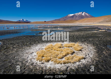 Bolivia, dipartimento di Potosi, Sur Lipez Provincia, Eduardo Avaroa fauna Andina riserva nazionale, Laguna Hedionda le cui acque pullulano Foto Stock