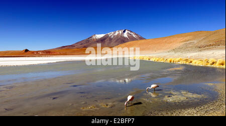 Bolivia, dipartimento di Potosi, Sur Lipez Provincia, Eduardo Avaroa fauna Andina riserva nazionale, Laguna Hedionda le cui acque pullulano Foto Stock