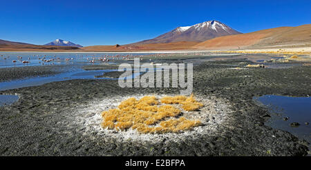 Bolivia, dipartimento di Potosi, Sur Lipez Provincia, Eduardo Avaroa fauna Andina riserva nazionale, Laguna Hedionda le cui acque pullulano Foto Stock