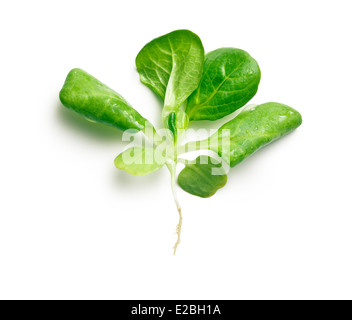 Insalata di mais, la valeriana su sfondo bianco Foto Stock