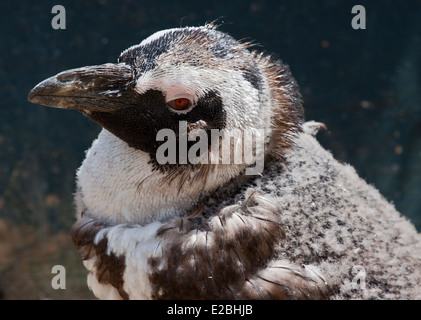 Nero Footed/Pinguino africano (Spheniscus demersus) moulting Foto Stock