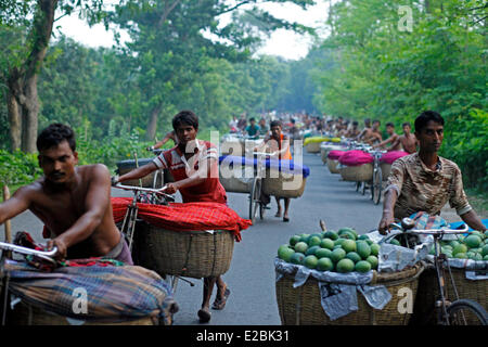 Chapainawabganj, Bangladesh. 17 Giugno, 2014. Mercato di Mango Bangladesh generalmente produce circa 800.000 tonnellate di manghi su 51.000 ettari di bosco. Chapainawabganj produce da solo quasi 200.000 tonnellate di manghi su 23,282 ettari di terreno. Credito: zakir hossain chowdhury zakir/Alamy Live News Foto Stock