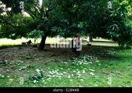 Chapainawabganj, Bangladesh. 17 Giugno, 2014. La raccolta di mango da giardino Bangladesh generalmente produce circa 800.000 tonnellate di manghi su 51.000 ettari di bosco. Chapainawabganj produce da solo quasi 200.000 tonnellate di manghi su 23,282 ettari di terreno. Credito: zakir hossain chowdhury zakir/Alamy Live News Foto Stock