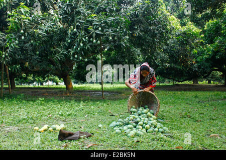 Chapainawabganj, Bangladesh. 17 Giugno, 2014. La raccolta di mango da giardino Bangladesh generalmente produce circa 800.000 tonnellate di manghi su 51.000 ettari di bosco. Chapainawabganj produce da solo quasi 200.000 tonnellate di manghi su 23,282 ettari di terreno. Credito: zakir hossain chowdhury zakir/Alamy Live News Foto Stock