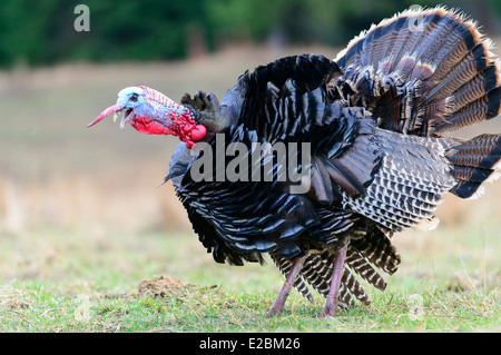 Il Gobbling il tacchino selvatico, nord-ovest Montana Foto Stock