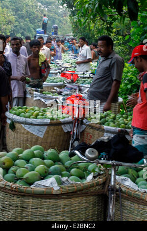 Chapainawabganj, Bangladesh, 17 Giugno, 2014. Mercato di Mango Bangladesh generalmente produce circa 800.000 tonnellate di manghi su 51.000 ettari di bosco. Chapainawabganj produce da solo quasi 200.000 tonnellate di manghi su 23,282 ettari di terreno. Credito: zakir hossain chowdhury zakir/Alamy Live News Foto Stock